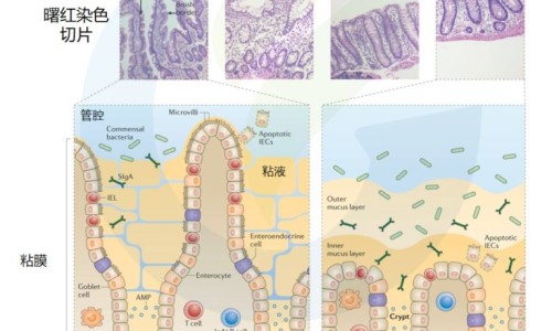 绿豆薏米南瓜粥的功效和作用-【绿豆薏米南瓜粥的功效与作用禁忌】绿豆薏米红枣汤功效 - 绿豆薏米南瓜粥的功效网