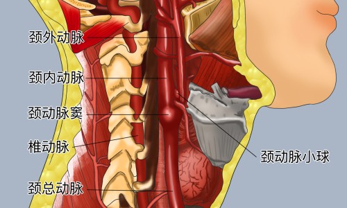 绿豆薏米南瓜粥的功效和作用-【绿豆薏米南瓜粥的功效与作用禁忌】绿豆薏米红枣汤功效 - 绿豆薏米南瓜粥的功效网